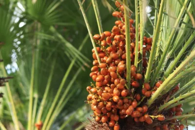 Cüce Palmiye Ekstraktı Nedir?